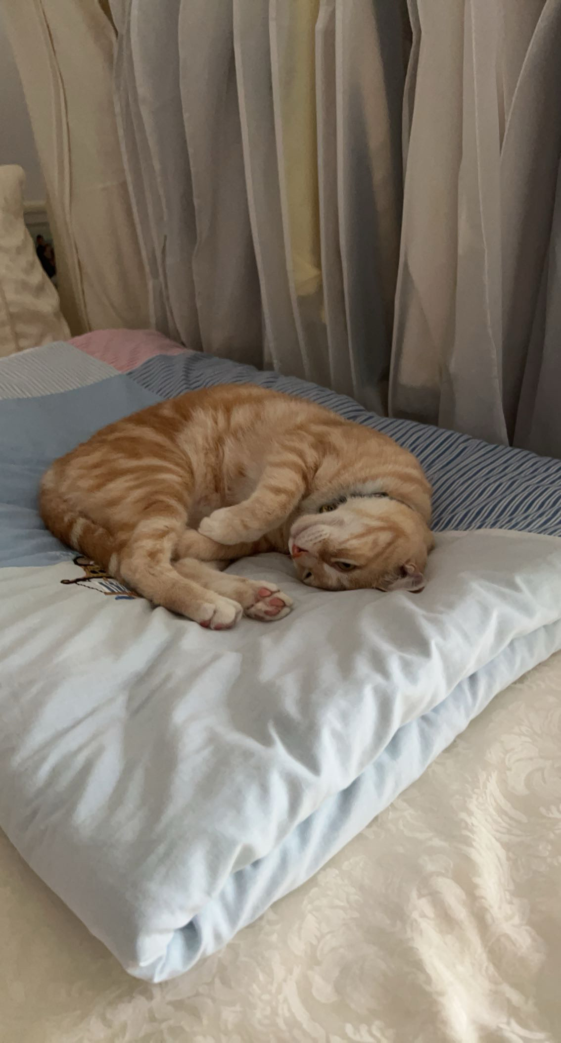 (Chicken) Nugget the cat