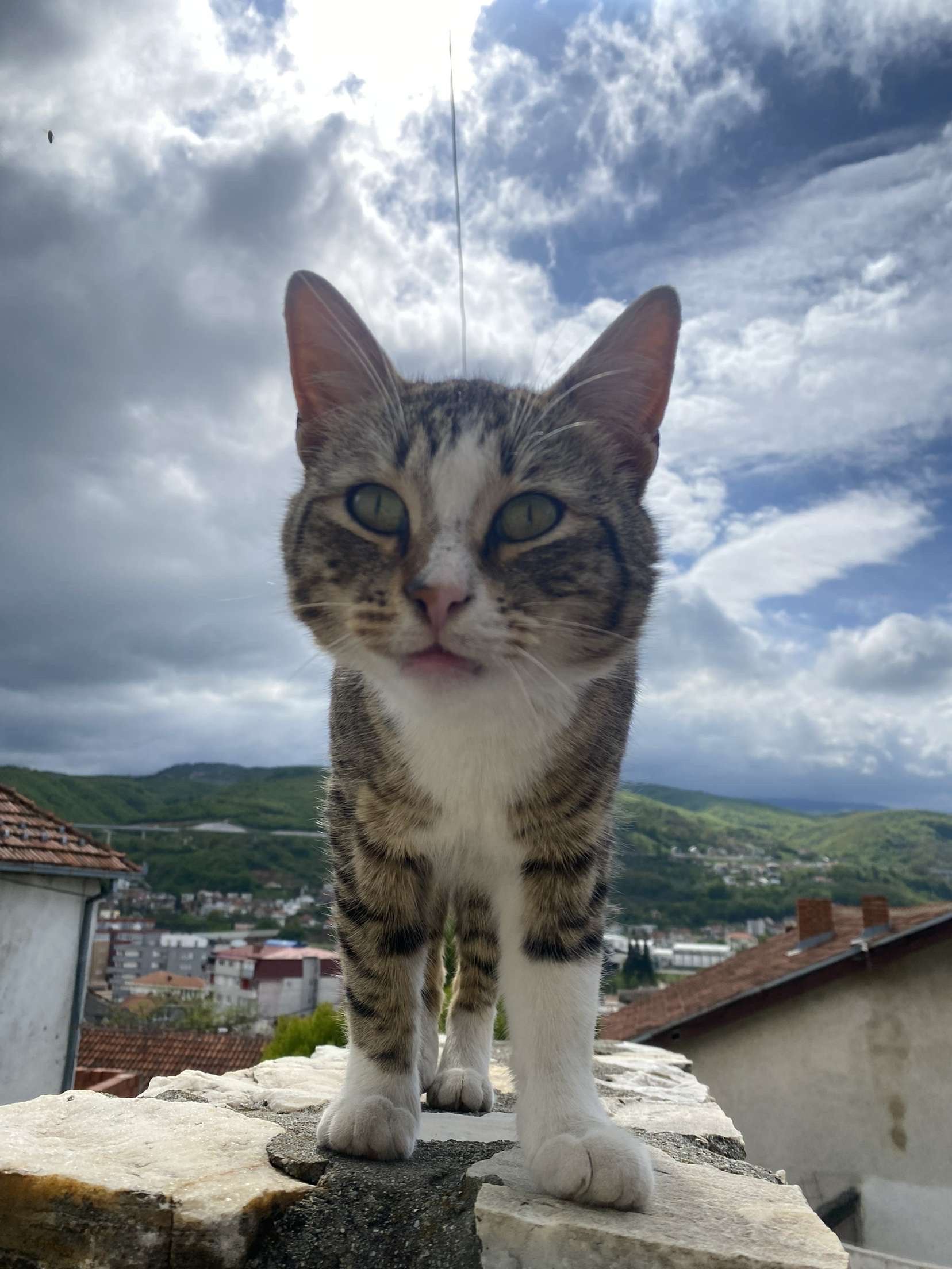 Michael Crist the cat