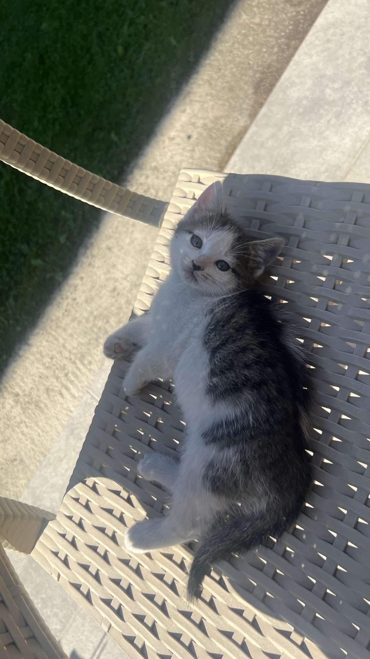 Lorelei laying down outside